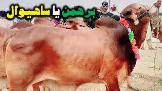 Biggest Sahiwal Bull-Sahiwal Cattle In Pakistan-Sahiwal Bull Qurbani,Sahiwal Bachra Farming For Eid