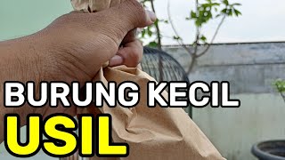 AKHIRNYA UNBOXING BURUNG LAGI ! BURUNG OMBYOKAN KECIL TAPI USIL MASTERAN BURUNG MURAI JUARA