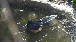 White Rumped Shama