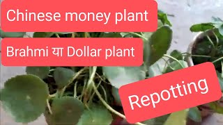 Chinese money plant care /#thegrounddiaries #chinese #moneyplant