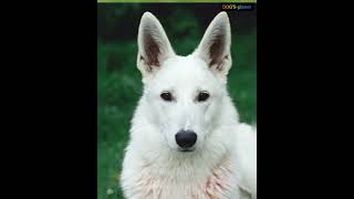 white German shepherd💞dog status DOG'S-planet💕 #shorts