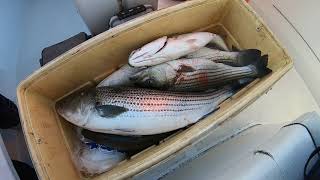 On Board With Capt. Rick Fishing For Striped Bass & Tog Fun!