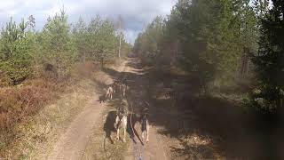 3km traning with joung huskys