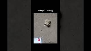 Frog Attitude || Pushpa Frog || #short #shortsvideo #shortvideo #youtubeshorts #shorts #trending