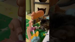 Протестировано на животных #cat #котики #catvideos #смешные #кошка #игры #играем