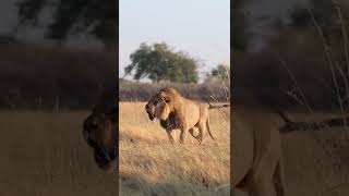 Incredible footage of Lion Roaring!🤔#shorts #safari #travel #travelling