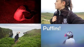 A Week of Wildlife Photography on Skomer Island: Puffins, Manx shearwater!