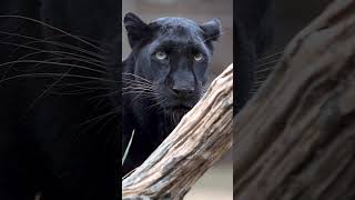 A black leopard! #wildlife #animals #africanwildlife #leopard #africa