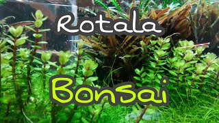 Ficha rotala bonsai