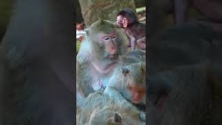 Ep234. Cute Monkey Goes Bananas in Adorable Viral Video!