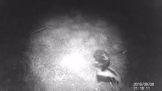 Striped Skunk on the hunt