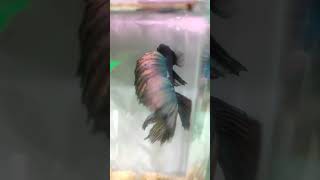 Betta fish _❤️ beautiful fish shorts ❤️