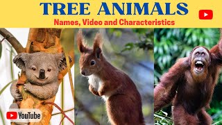 Animals That Live On Trees | Tree Dwelling Animals Names, video and Characteristics | Kids Video