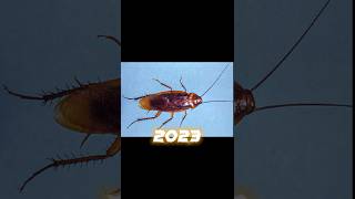 2023 Cockroach and 5000 bce Cockroach #viral #shorts