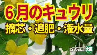 6月のキュウリも窒素とカリが足りなくなる。親ヅル摘芯したら畝肩に追肥。6/12