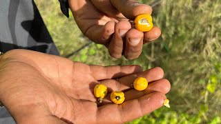 Barra, Bush tucker and amazing stories. Exploring Gulf Country with Gkuthaarn man, Jordan.