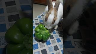 rabbit 🐇 cute video #rabbit #cute #cutebaby