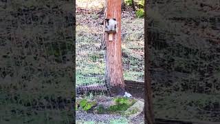 🐿 Squirrel in yard sitting in bird feeder #squirrel #shorts