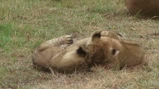 Adorable Tiger Cubs Playing and Having Fun