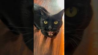 My cat yells at me. #funnysongs #cat