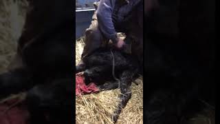 2-24-19 calf