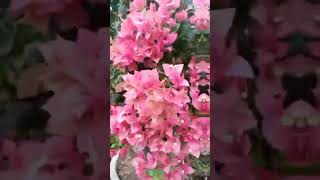 my boggies #gardening101 #gardeninglovers #bougainvillea #flower #bonsai #flowersgarden #gardening