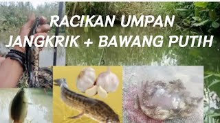 Racikan umpan terbaru buat sang gabus & betok yang males makan