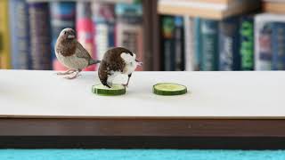 Society/Bengalese finches enjoying some cucumber rings [4K]