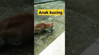 anak kucing