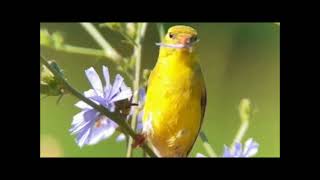 Il mondo degli uccelli webcam: American goldfinch (Spinus tristis)