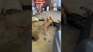 "Raw Food: Pitbull 🐾 vs. German Shepherd 🐕 Attack" #Shorts