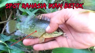 Iseng mancing disini gak nyangka..! banyak ikan betok babon mancing ikan betok pakai umpan jitu..!!