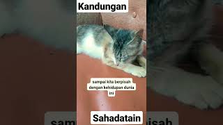 kucing betina.sound kandungan sahadatain