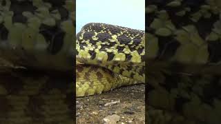 #shorts #bullsnake Bullsnake Strikes!!!