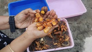 हल्दी हार्वेस्टिंग का सही टाइम आ गया।Time to Harvest  home grown organic turmeric/haldi #turmeric