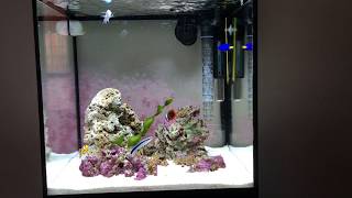 Aquario marino (askoll pure M led 44lt)