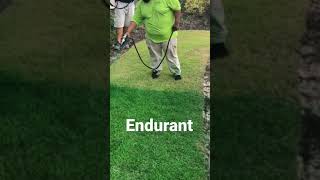 How to fix drought lawn #drought #lawn #lawncare #lawnhack #diy #fyp #fixbrowngrass #realestate