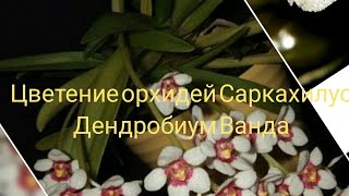 #Цветение#Орхидей#Саркахилус#Дендробиум#Ванда