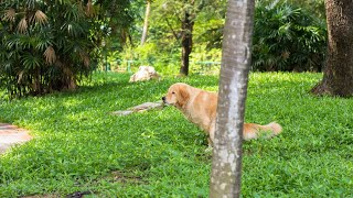 The History of Golden Retrievers: Origin and Purpose