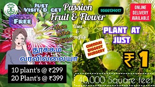 தூக்கம் வரவில்லையா 😯 -  Edha Sapuduga 😍 PASSION Fruit & Flower🍐🌸 Now Available ✨🌱 #chennaiplants