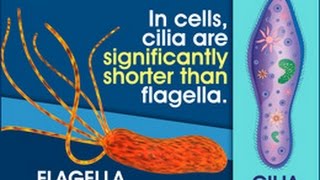 Difference Between Cilia and Flagella