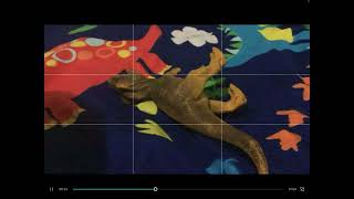 Tyrannosaurus rex vs titanoboa (stop motion animation) battle of the extinct animals