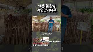 예쁜 붉은색의 자엽안개나무를 정원에 심으면 여름철 아름다운 정원을 볼 수 있습니다.