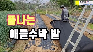 폼나는 애플수박밭 만들고 있습니다.