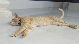 Gaya Tidur Kucing yang nyaman