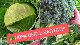 🥦🐞🥬ПОРА СЕЯТЬ КАПУСТУ! Любимые сорта и гибриды! Благоприятные даты посева!