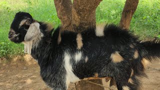 Six month Goat 35 to 40 kg baday weight