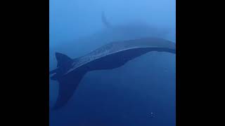 Diving with the manta rays in Nusa Penida, Bali, June 2021