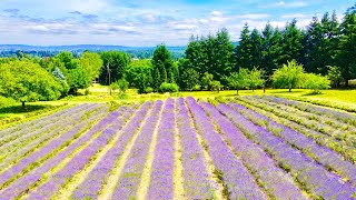 Beautiful Flower Fields | Lavender, Black-Eyed Susan... 4K Drone Footage