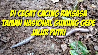 TAMAN NASIONAL GUNUNG GEDE JALUR PUTRI